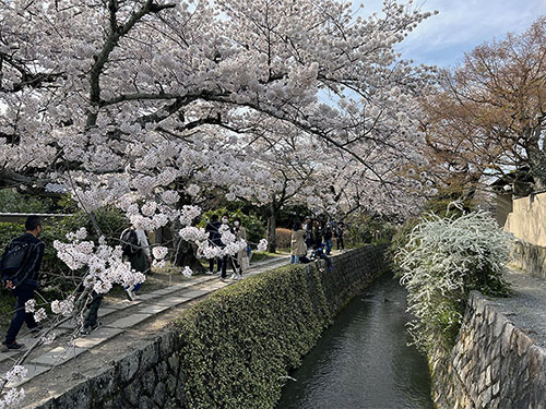 琵琶湖疎水と満開の桜