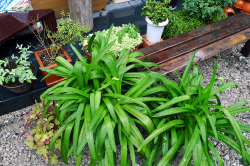 『練馬の住宅』涼を取る