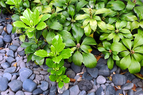 うなぎの寝床　猫の悪戯