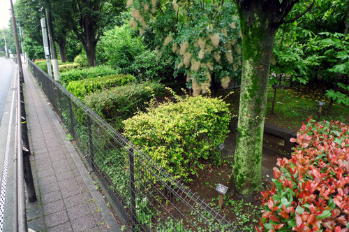 『植木のまち』安行を巡る　その2　生垣、竹、壁面緑化、購入